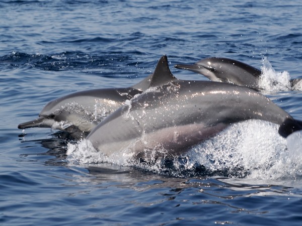 Delfine