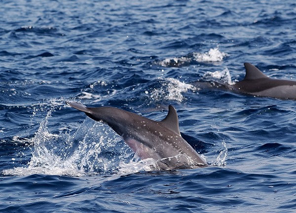Delfine