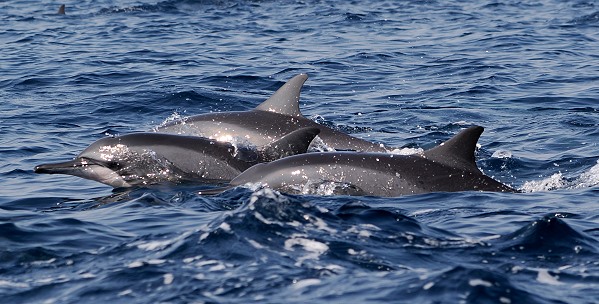 Delfine