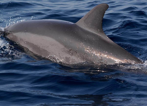 Delfinrücken